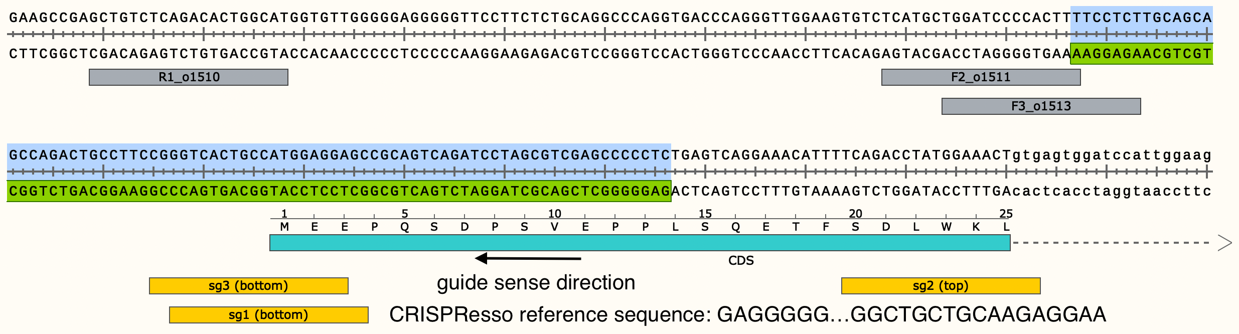 Ex.1 CRISPRessoRefSeq