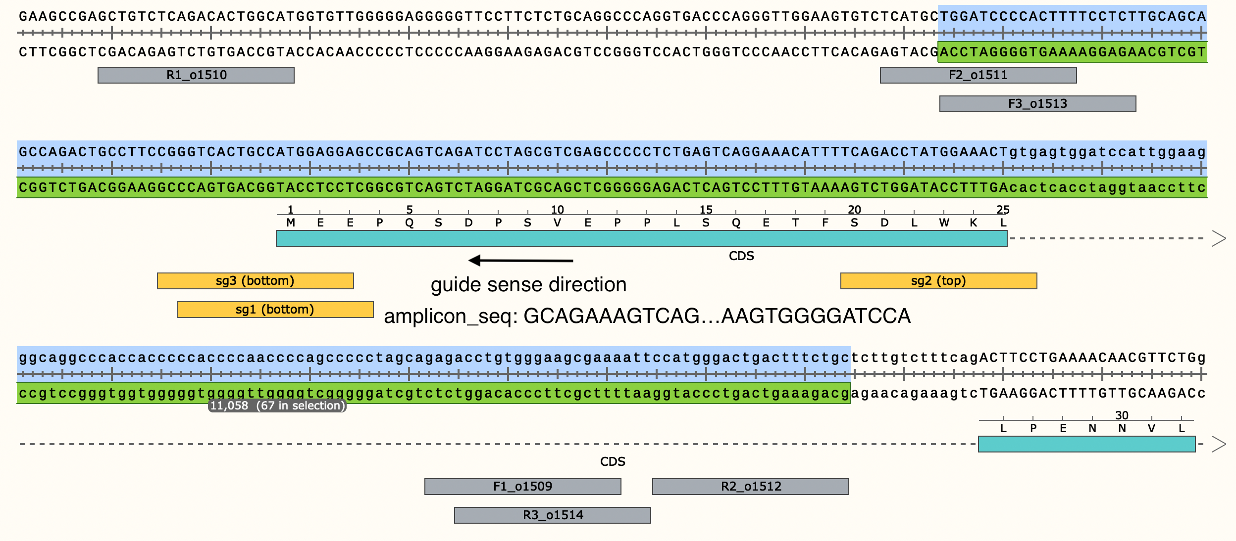 Ex.1 amplicon_seq