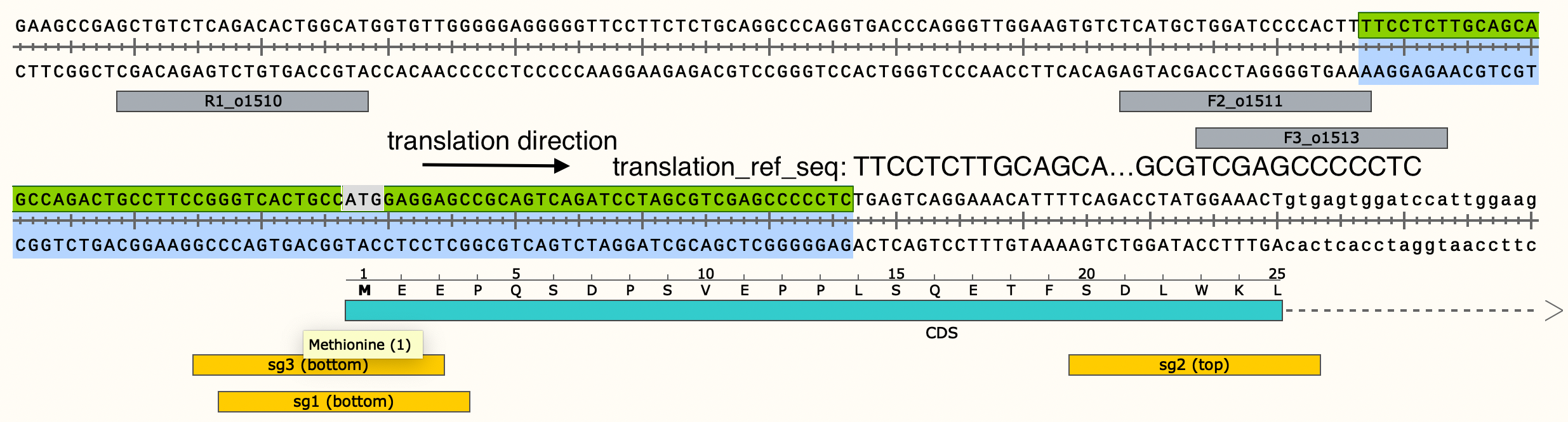 Ex.1 TranslationRefSeq